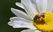 A bee is on a wild ox-eye daisy flower (Leucanthemum vulgare) in Markham, Ontario, Canada,...