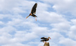 Black-bellied Whistling Ducks are seen at Orlando Wetlands Park in Christmas, Florida. The...