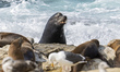 Sea lions are seen along the rocky shoreline of La Jolla, California, on july 17, 2025. La...