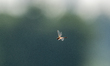 A dragonfly is seen during the morning hours at the Oxbow Nature Conservancy in Lawrencebu...
