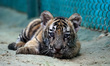 One of the five cubs born to tigress Rani is seen inside the enclosure at Nahargarh Biolog...