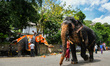 Before the daytime procession of the Esala Perahera, elephants are groomed and dressed in...