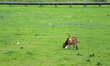Cattle graze on open ground on the outskirts of Kathmandu, Nepal, on August 13, 2025. 
