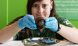 LONDON, UNITED KINGDOM - AUGUST 19, 2025: A zookeeper holds a magnolia land snail during t...