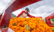 A villager harvests marigolds in Gaopu Village, Bijie City, Guizhou Province, China, on Au...