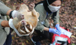 Eight Javan slow lorises -- five females and three males -- were released into the wild at...