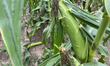Corn grows at a farm during the harvest season in Markham, Ontario, Canada, on August 23,...