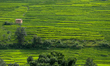 A general view of the terraced paddy farm in Lalitpur, Nepal, on September 2, 2025. Paddy...