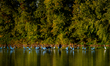 A great egret and a blue heron are seen during the morning hours at the Oxbow Nature Conse...