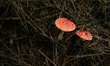 Fly agaric mushrooms are in the forest in Slopnice, Poland, on August 2, 2025. 