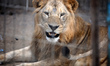 Lions are seen in their cage at the zoo in Deir al-Balah, central Gaza Strip, on September...