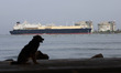 A dog sits at a seaside promenade with the LNG Tanker British Mentor anchored at Petronet...