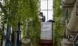 Workers tend, harvest, and package fresh vegetables inside the 18-meter-tall vertical farm...