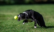 Sunny the border collie plays fetch with a tennis ball during the early morning hours in B...