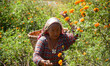 A farmer plucks marigold flowers from a field to sell in markets during the Tihar festival...