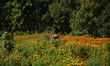 A farmer plucks marigold flowers from a field to sell in markets during the Tihar festival...