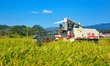 A farmer drives a harvester to harvest rice in a paddy field in Tangchil Village, Yuexi Co...