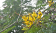 A Purple Sunbird collects flower nectar from the flowers of a tree in Siliguri, India, on...