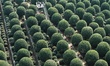 Tourists visit over 8,000 blooming spherical osmanthus trees at Guibo Garden in Hangzhou,...