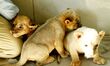 One-month-old triplet lions are at Qingdao Forest Wildlife World in Shandong Province, Chi...