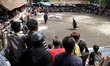 Villagers yell and even dance while watching the sheep fighting contest in Ranca Bango vil...