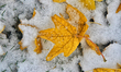 Maple leaves are covered with snow during the first snowfall of the season in Toronto, Ont...