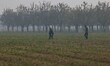 Kashmiri saffron farmers search for saffron in a field in Pampore, south of Srinagar, Jamm...