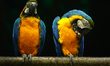 Blue and yellow macaws are at the National Zoological Park (NZP) in New Delhi, India, on N...