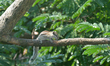 A squirrel sits on a tree while it searches for food in Siliguri, India, on November 11, 2...