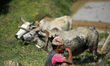 A farmer smokes on a short rest during the celebration of National Paddy Day "ASHAD 15" Ri...