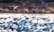 A sandhill crane lands at Bosque del Apache National Wildlife Refuge near San Antonio, New...