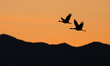 Sandhill cranes fly toward their roosting wetlands during sunset at the Bernardo Waterfowl...