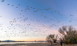 Thousands of snow geese take flight at sunrise in search of food at Bosque del Apache Nati...