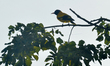 A Black hooded oriole bird sits on a branch of a tree in Siliguri, India, on November 30,...