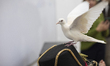 A white dove is at a children's party at a play center in Novi Sad, Serbia, on November 30...