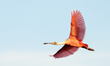 A Roseate Spoonbill flies above the Orlando Wetlands in Christmas, Florida, on December 4,...