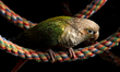 A green-cheeked parakeet, or conure (Pyrrhura molinae), is a popular companion parrot know...