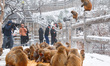 Macaques forage in the snow of Huaguo Mountain Scenic Area in Lianyungang City, Jiangsu Pr...