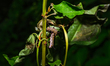 A larva of the common crow butterfly (Euploea core) feeds on leaves at Tehatta in India's...