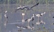 A flock of Asian openbill storks looks for food on a cold winter morning at a lake in Naga...