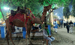 A camel rider waits for customers at a temporary Rajasthani fair in Kolkata, India, on Dec...