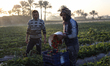 Egyptian farmers harvest strawberries in Qalyubia Governorate, Egypt, on December 30, 2025...