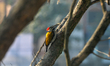 A Black-rumped flameback or woodpecker bird sits on a branch of a tree in Siliguri, India,...