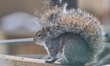 The eastern gray squirrel (Sciurus carolinensis) shields itself from the wind with its tai...