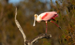 A roseate spoonbill stretches its leg while perched on a tree at the Orlando Wetlands in C...