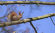 A Eurasian Red Squirrel perches on a tree branch in Warsaw, Poland, on January 5, 2026. 