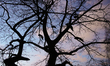Peacosks in a tree are seen silhouetted against the evening sky in the Royal Baths Park in...