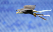 The Flaminia eagle flies inside the stadium as Lazio's new mascot prior the Serie A match...