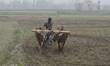 A worker ploughs a paddy field on a winter morning in Nagaon district, Assam, India, on Ja...