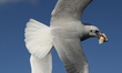 Seagulls are seen as people feed them from a ferry in Istanbul, Turkey on January 13, 2026...